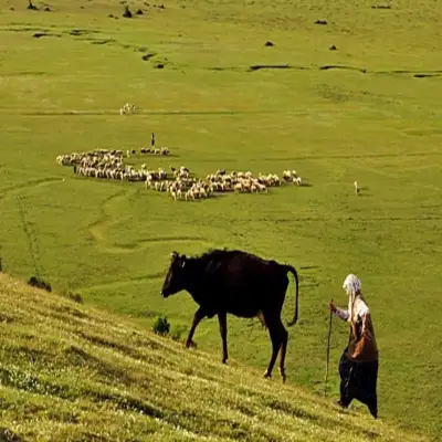 Hanımeli Konağı