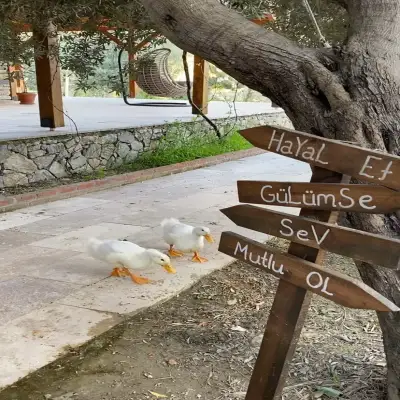 Hayalim Taş Ev, Kızılbük