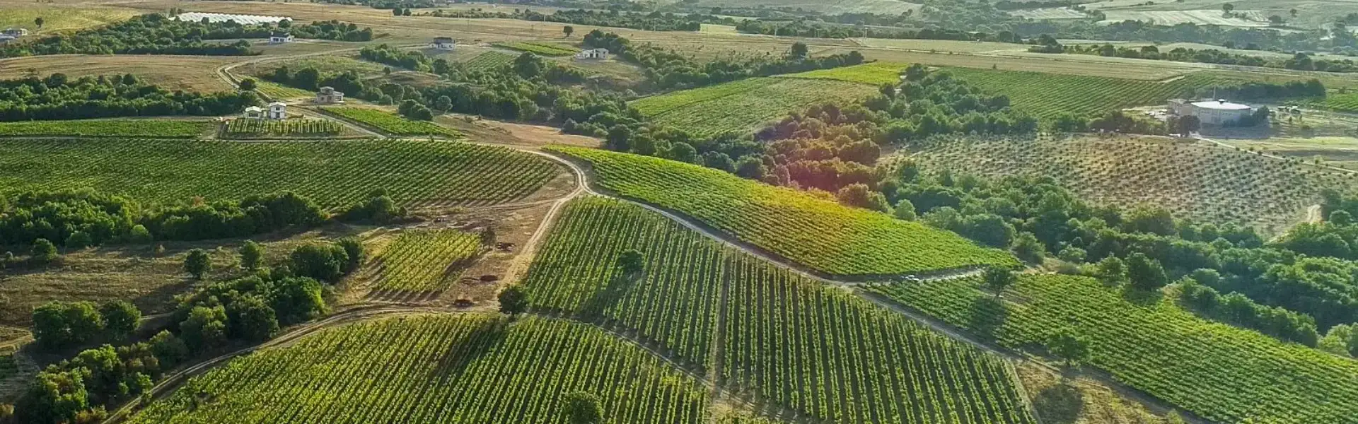 Türkiye Bağ Rotası: Trakya’dan Kapadokya’ya En Güzel Şarap Rotaları