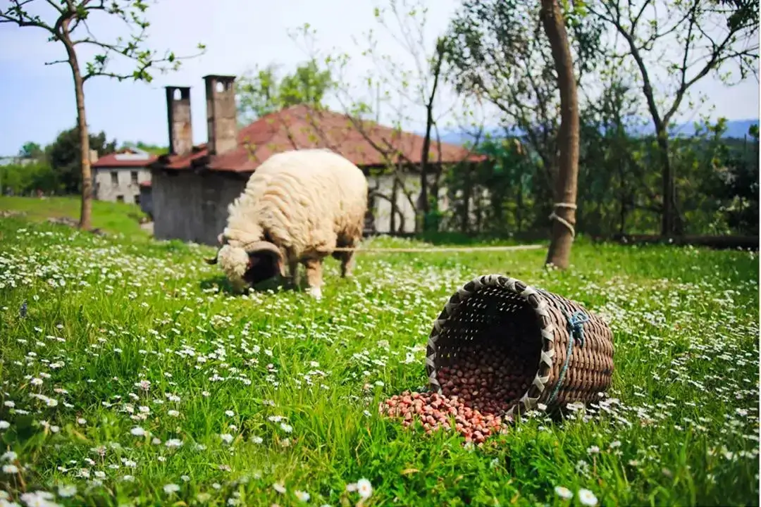 Giresun'da Ne Yapılır?