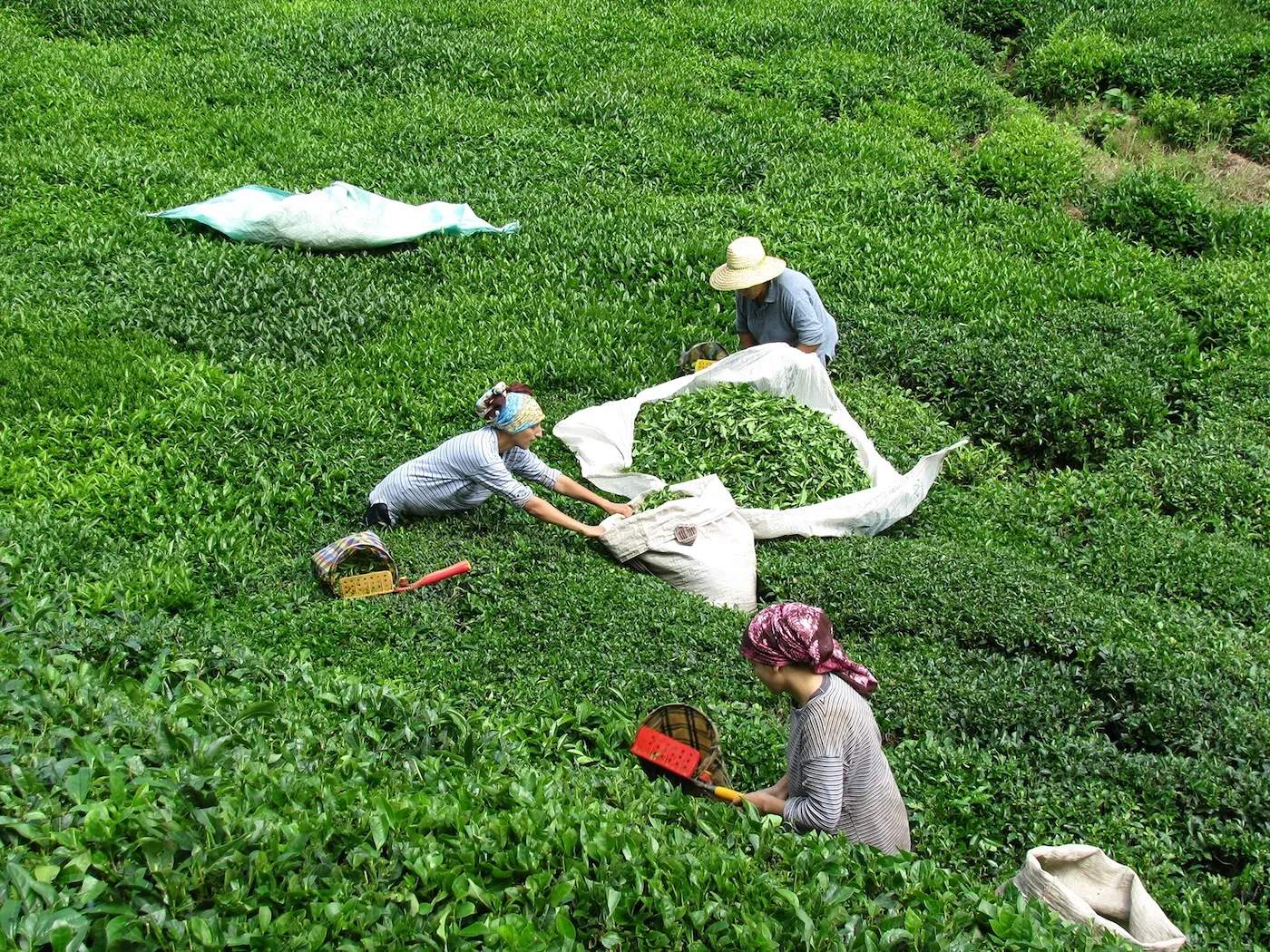 Rize Merkez Otelleri | Şehir Merkezine Yakın Oteller