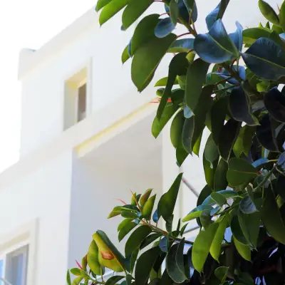 Açelya Otel