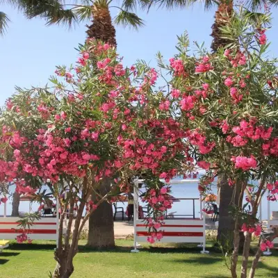 Yılmaz Beach Hotel