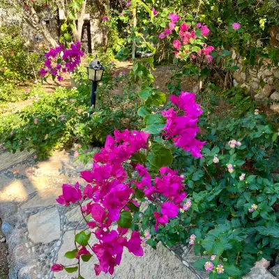 Heritage Homes Atalık Evler – Zeytin Evi